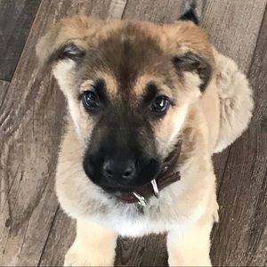 Meet your Posher, Brandon